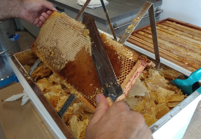 La récolte du miel