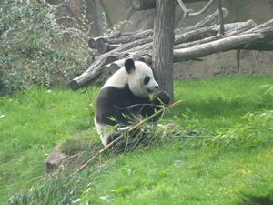 ZooParc de Beauval